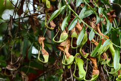 Nepenthes reinwardtiana
