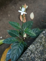 Pseuderanthemum