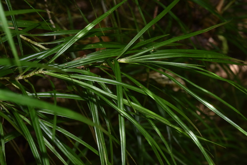 Freycinetia graminifolia observed 2022-11-15