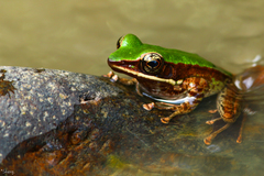 Odorrana hosii