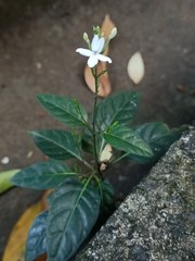 Pseuderanthemum