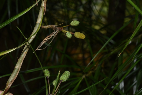 Freycinetia graminifolia observed 2022-11-15
