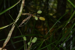 Freycinetia graminifolia
