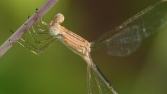 Lestes concinnus