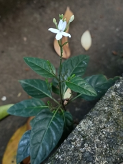 Pseuderanthemum