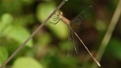 Lestes concinnus