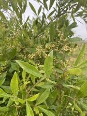 Searsia pyroides