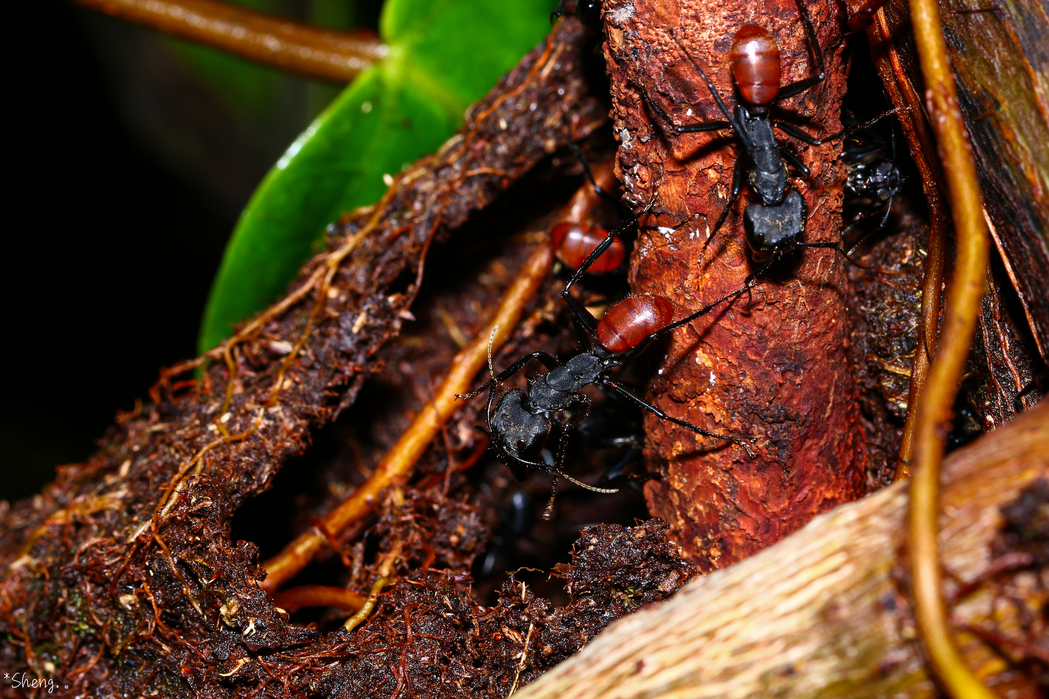 Camponotus sedulus