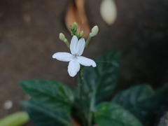 Pseuderanthemum