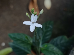 Pseuderanthemum