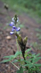 Lupinus montanus