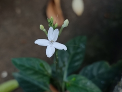 Pseuderanthemum
