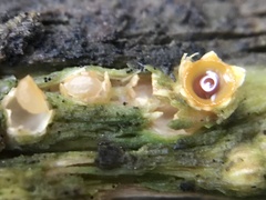 Sphaerobolus stellatus