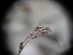 Carex pilulifera