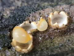 Sphaerobolus stellatus