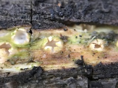 Sphaerobolus stellatus