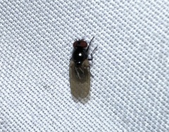 Lonchaea