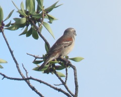 Passer melanurus melanurus
