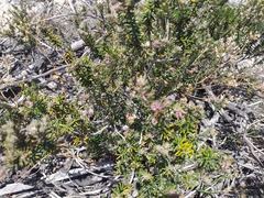 Trichocephalus stipularis