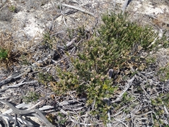 Trichocephalus stipularis