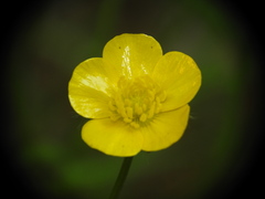 Ranunculus serpens