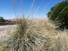 Cortaderia speciosa
