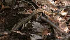 Philodryas chamissonis