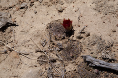 Lobivia cinnabarina