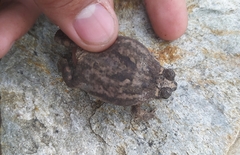 Rhinella granulosa