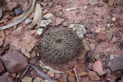 Lobivia cinnabarina