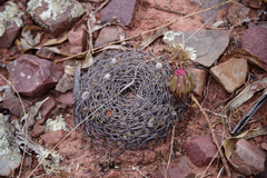 Lobivia cinnabarina