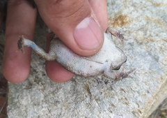 Rhinella granulosa