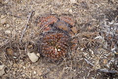 Lobivia cinnabarina