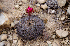 Lobivia cinnabarina