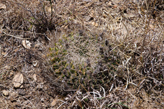 Lobivia cinnabarina