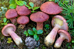 Suillus asiaticus