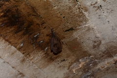 Platyrrhinus dorsalis chocoensis