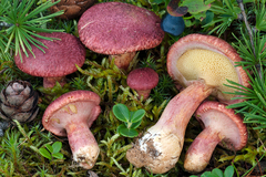 Suillus asiaticus