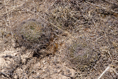 Lobivia cinnabarina