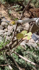 Abaeis salome jamapa