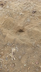 Chelonoidis niger