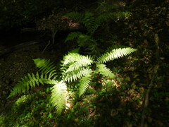 Athyrium filix-femina