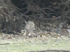 Oryctolagus cuniculus