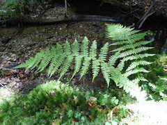 Athyrium filix-femina