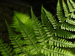 Athyrium filix-femina
