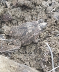 Rhinella granulosa