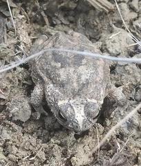 Rhinella granulosa