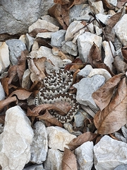 Vipera ammodytes