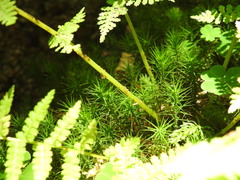 Athyrium filix-femina