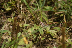 Burnsius orcynoides